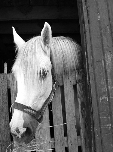 Ryan's horse photo
